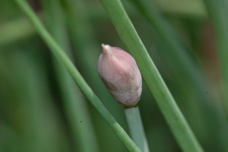 Allium schoenoprasum, chives, inflorescence