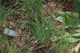 Allium schoenoprasum, chives, plant