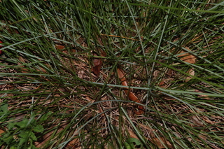 Muhlenbergia capillaris, Pink muhly grass, branching