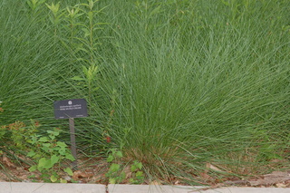Muhlenbergia capillaris, Pink muhly grass, plant