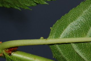 Prunus serrulata, leaf base under