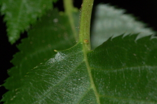 Prunus serrulata, leaf base upper