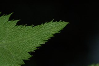 Prunus serrulata, leaf tip under