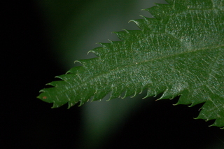 Prunus serrulata, leaf tip upper