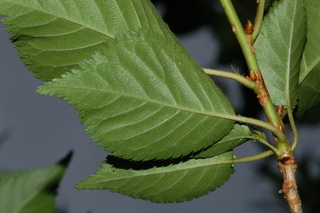 Prunus serrulata, leaf under