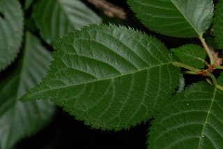 Prunus serrulata, leaf upper