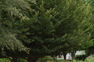Prunus serrulata, plant