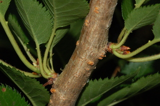Prunus serrulata, stem