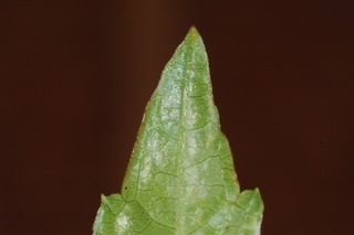 Ampelopsis brevipedunculata, leaf tip under