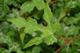 Ampelopsis brevipedunculata, leaf upper