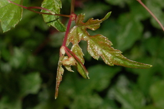 Ampelopsis brevipedunculata, leaf bud