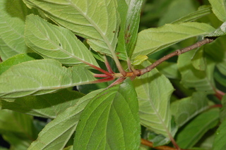Hydrangea paniculata, Tardiva, branching