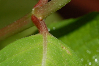 Hydrangea paniculata, Tardiva, leaf base upper