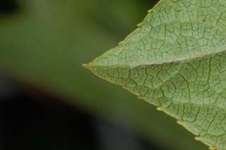 Hydrangea paniculata, Tardiva, leaf tip under