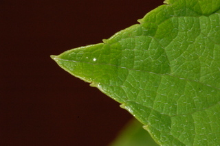 Hydrangea paniculata, Tardiva, leaf tip upper