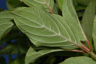 Hydrangea paniculata, Tardiva, leaf under