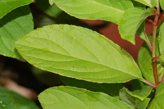 Hydrangea paniculata, Tardiva, leaf upper
