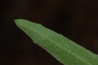 Salvia pitcheri, Grandiflora, Pitchers blue sage, leaf tip under