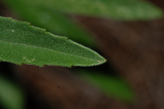 Salvia pitcheri, Grandiflora, Pitchers blue sage, leaf tip upper