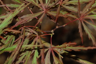 Acer palmatum, Crimson queen, branching
