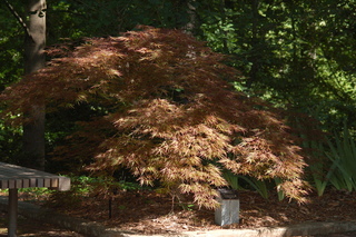 Acer palmatum, Crimson queen, plant