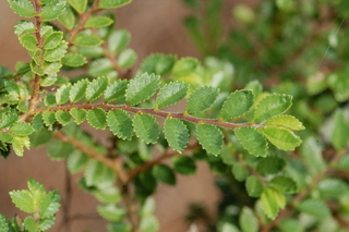 Ulmus parvifolia, Seiju, Seiju lacebark elm, branching
