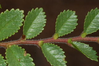 Ulmus parvifolia, Seiju, Seiju lacebark elm, branching
