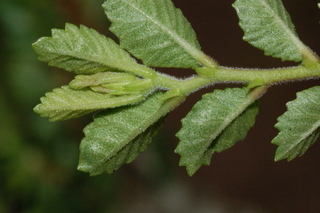 Ulmus parvifolia, Seiju, Seiju lacebark elm, leaf under