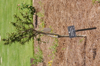Ulmus parvifolia, Seiju, Seiju lacebark elm, plant