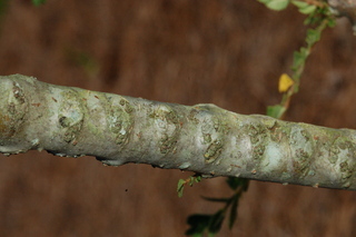 Ulmus parvifolia, Seiju, Seiju lacebark elm, stem