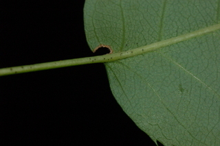 Amelanchier laevis, Alleghany serviceberry
