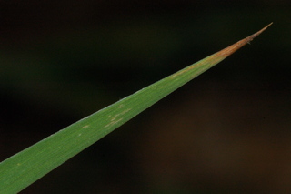 Iris sibirica, Siberian iris, leaf tip under