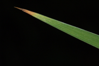 Iris sibirica, Siberian iris, leaf tip upper