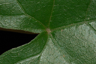 Vitis rotundifolia, Muscadine