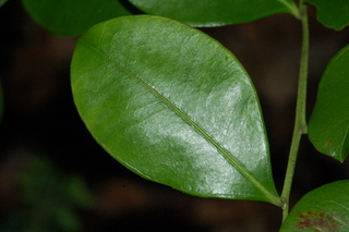 Lyonia lucida, Fetterbush
