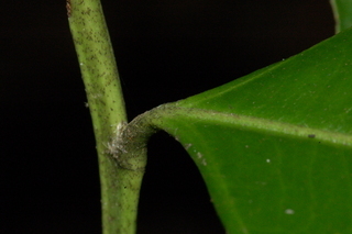 Lyonia lucida, Fetterbush