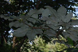 Magnolia ashei, Ashes magnolia