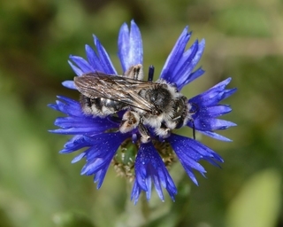 Andrena fuscocalcarata, female