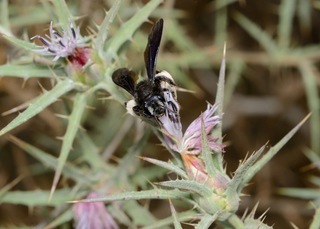 Andrena pyropygia, female