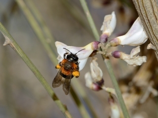 Andrena vachali, female