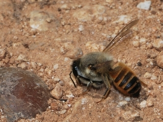 Megachile montenegrensis, female