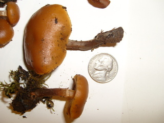 Galerina marginata, specimen GM11008