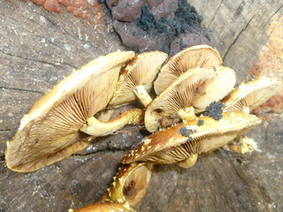 Pholiota aurivella complex, gills
