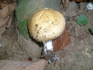 Stropharia hardii, Young