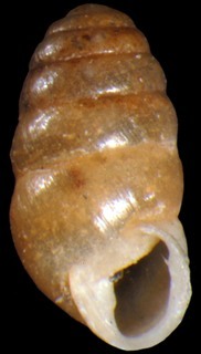 Lauria cylindracea