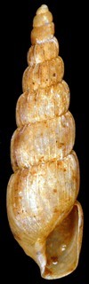 Costavarix costulatus