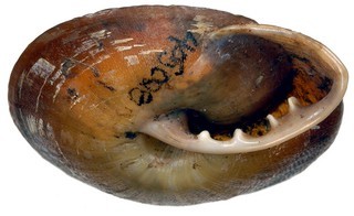 Pleurodonte amabilis