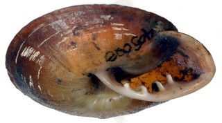 Pleurodonte amabilis