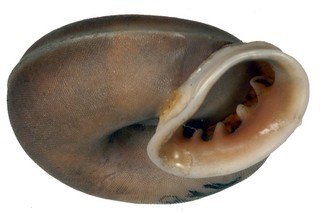 Pleurodonte anomala