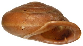 Pleurodonte bainbridgei